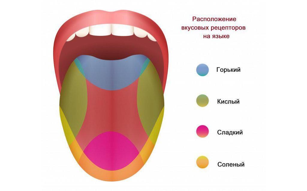 Как формируется вкус продуктов: сладкое, кислое и баланс
