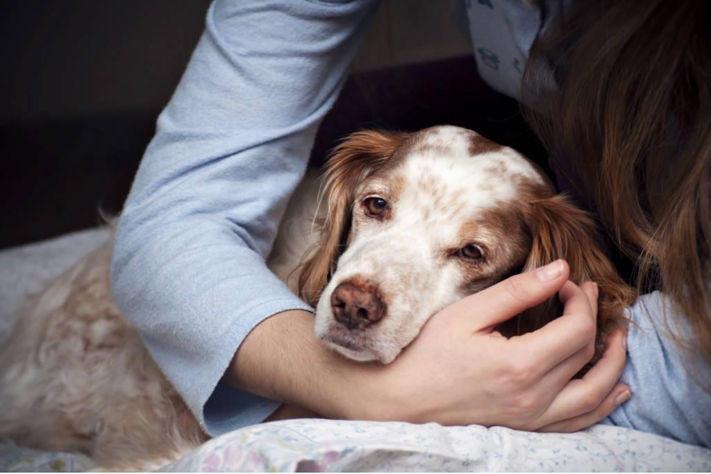 Как распознать тревожные признаки сердечных проблем у кошки или собаки