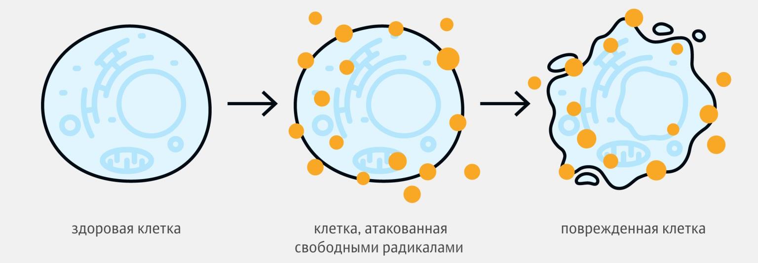 Полифенолы и флавоноиды: как работает их сочетание в защите клеток от окислительного стресса